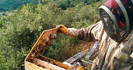 Colmenares de Vendejo y turismo apícola 9