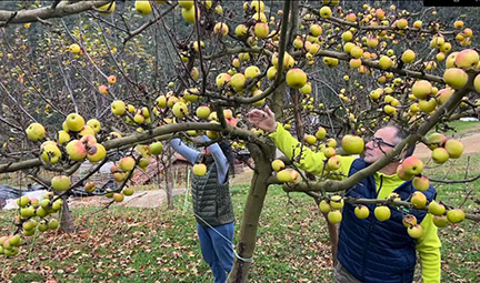 Pago de Tolina, sidra natural de Liébana 5