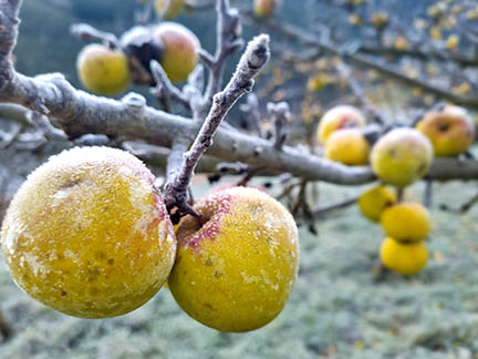 Pago de Tolina, sidra natural de Liébana 7
