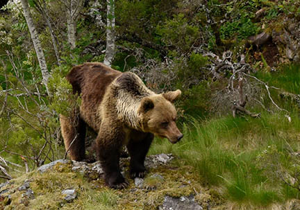 Senda, ecoturismo y naturaleza en Liébana 2